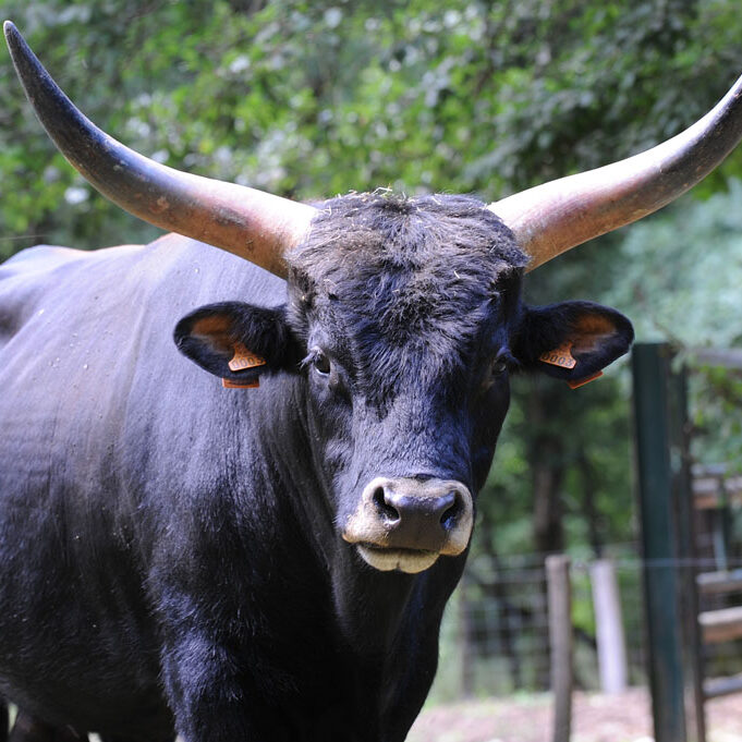 portrait d'un aurochs