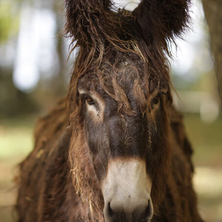 baudet du poitou