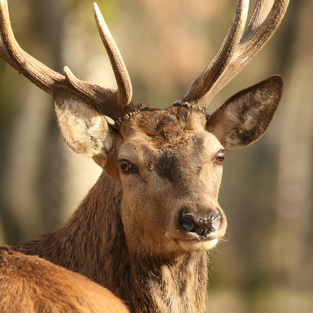 cerf élaphe