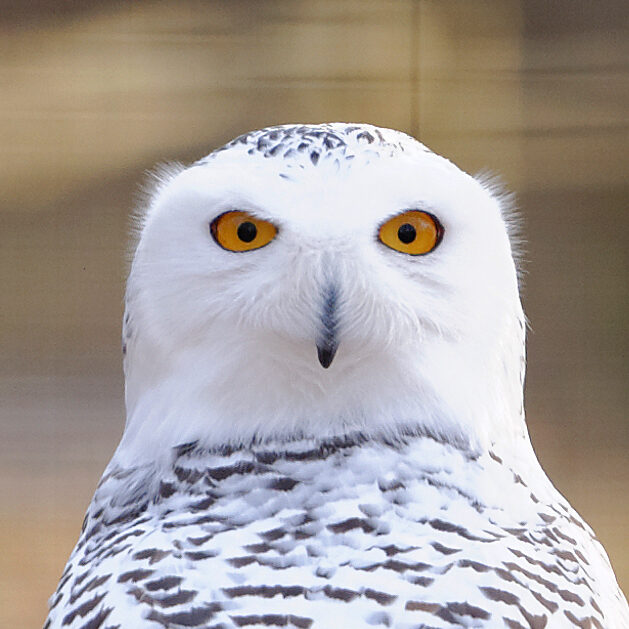 oiseaux : la chouette harfang des neiges