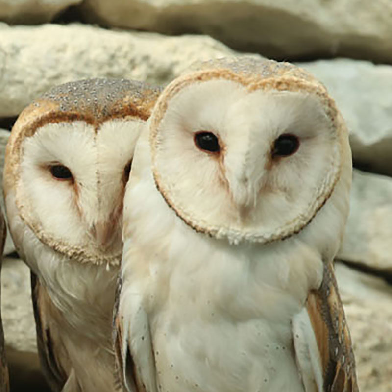 oiseaux : la chouette_effrai_zoodyssee_portrait