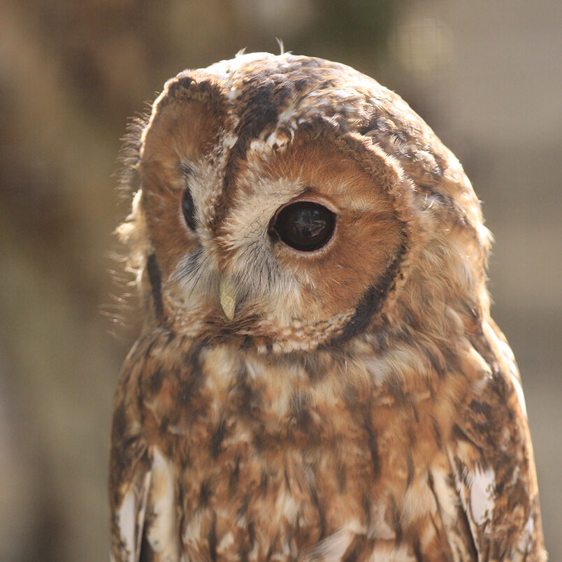 oiseaux : portrait de chouette hulotte