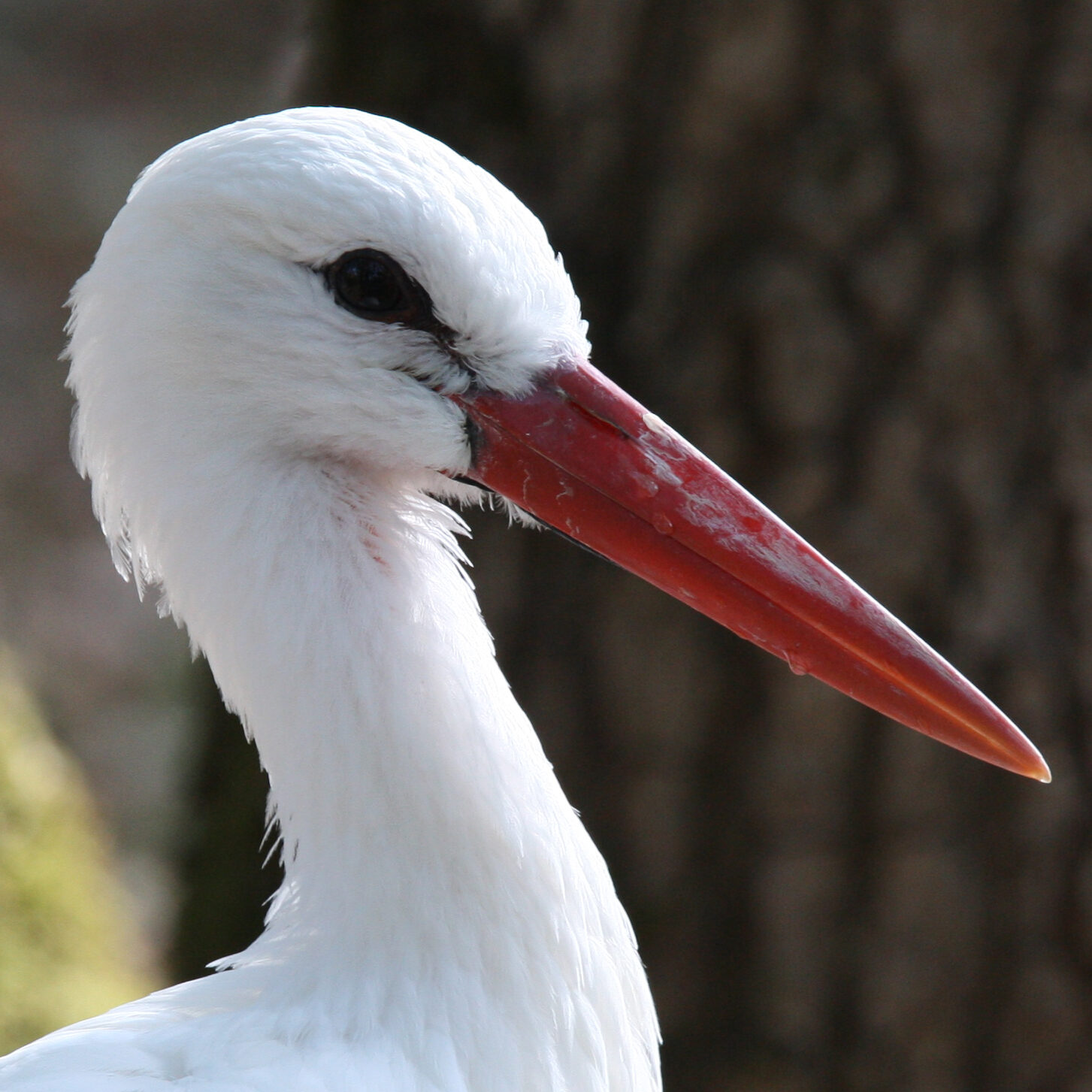 oiseaux : la cigogne blanche