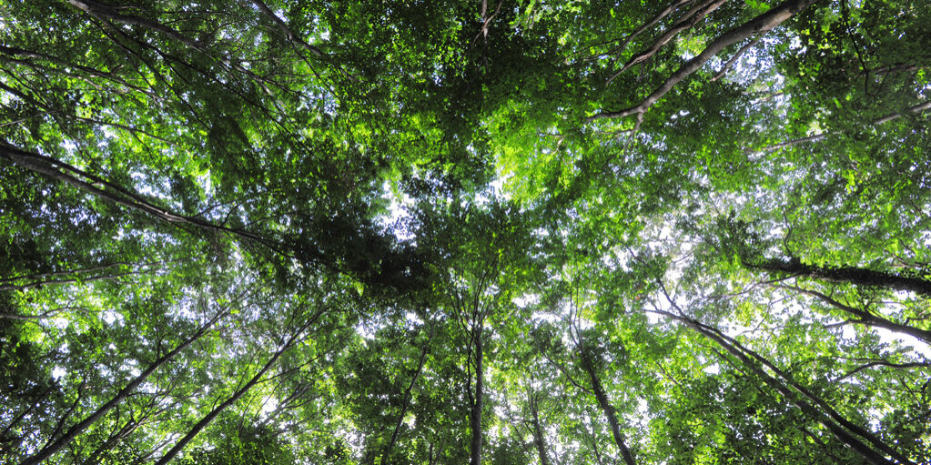 arbres forêt chizé