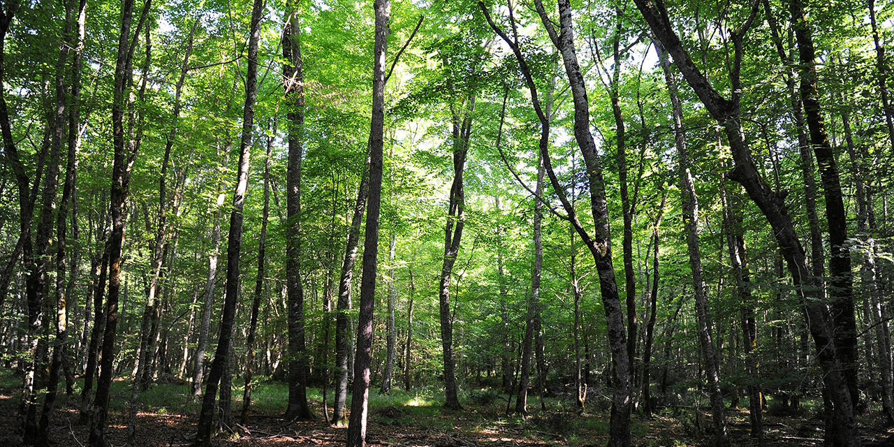 la forêt de Chizé