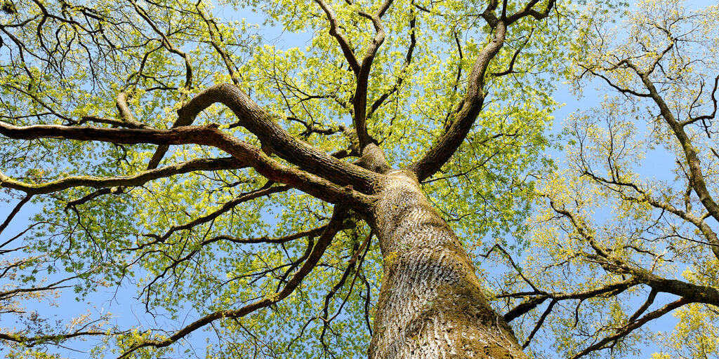 arbres forêt chizé