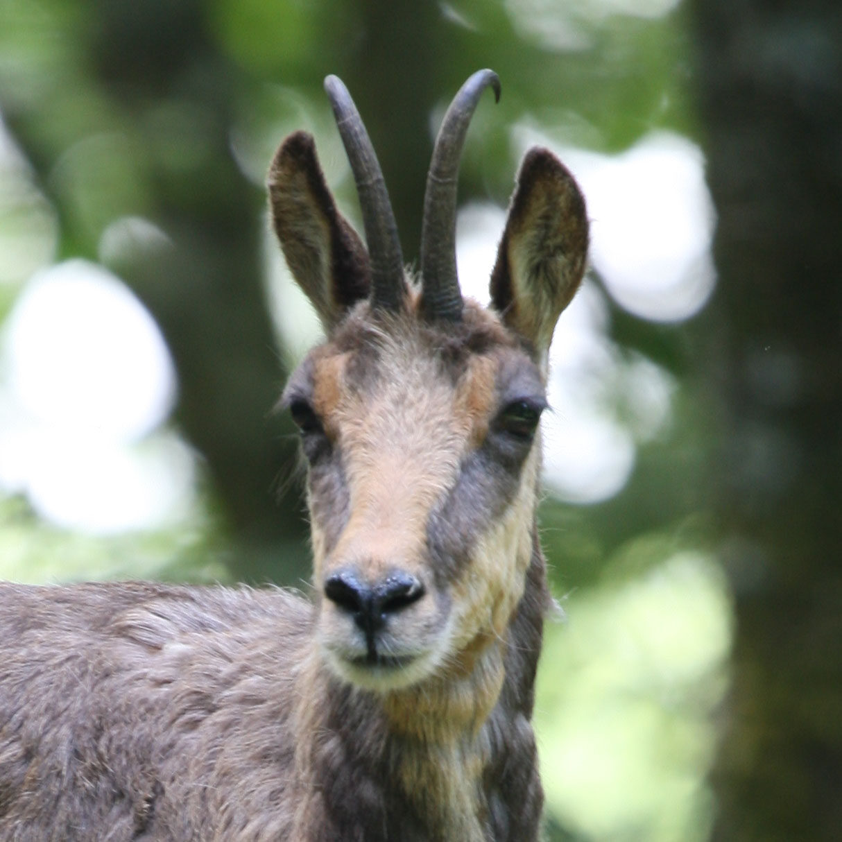 portrait d'isard