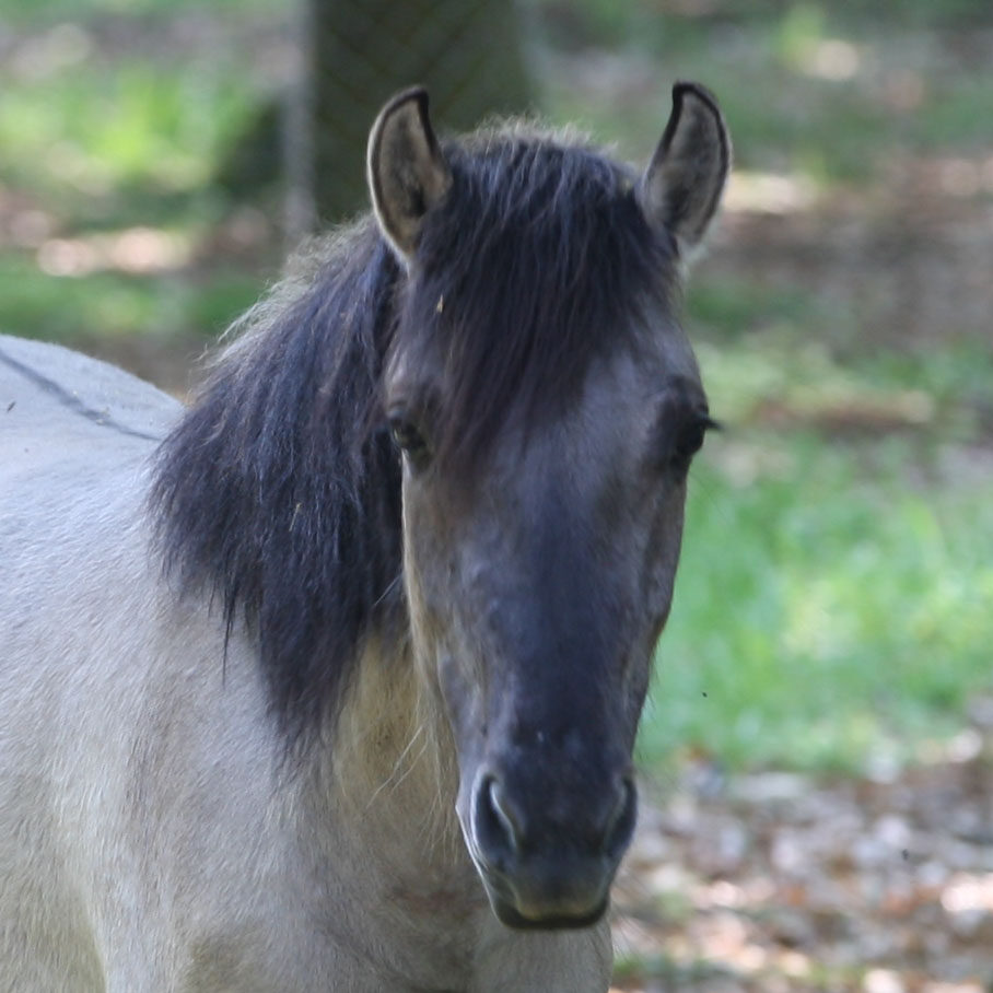 portrait d'un konik polski