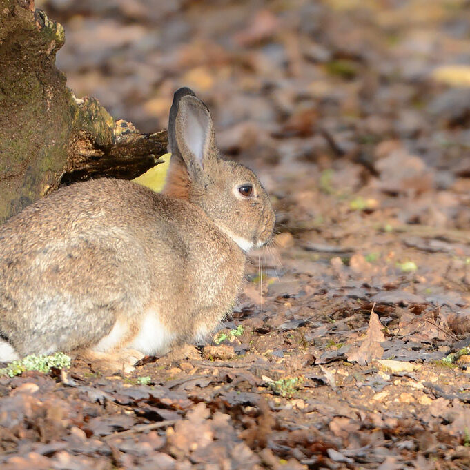 lapin domestique de la mini-ferme