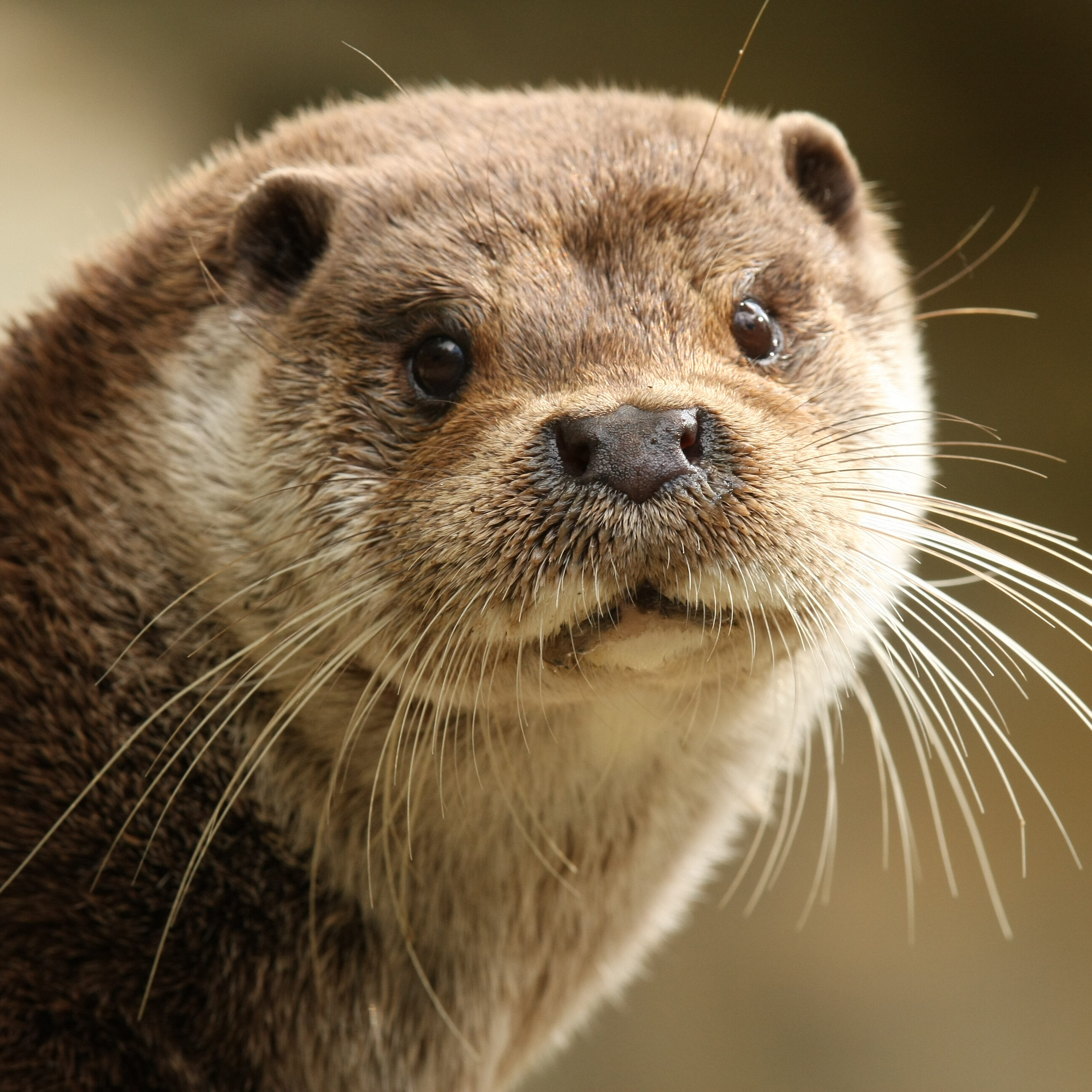 loutre d'Europe