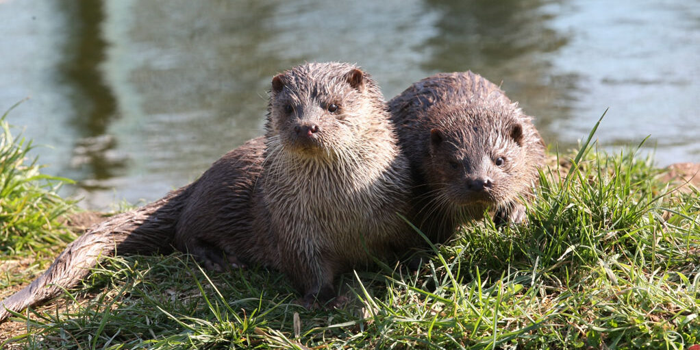 loutre