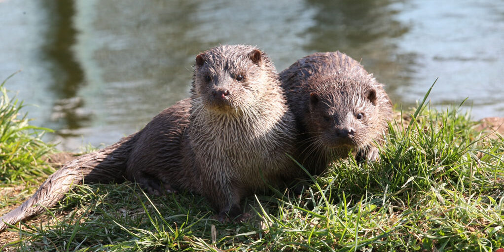 loutre_zoodyssee0013 loutre