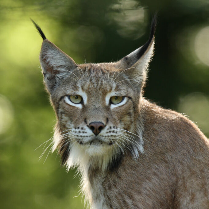 Lynx