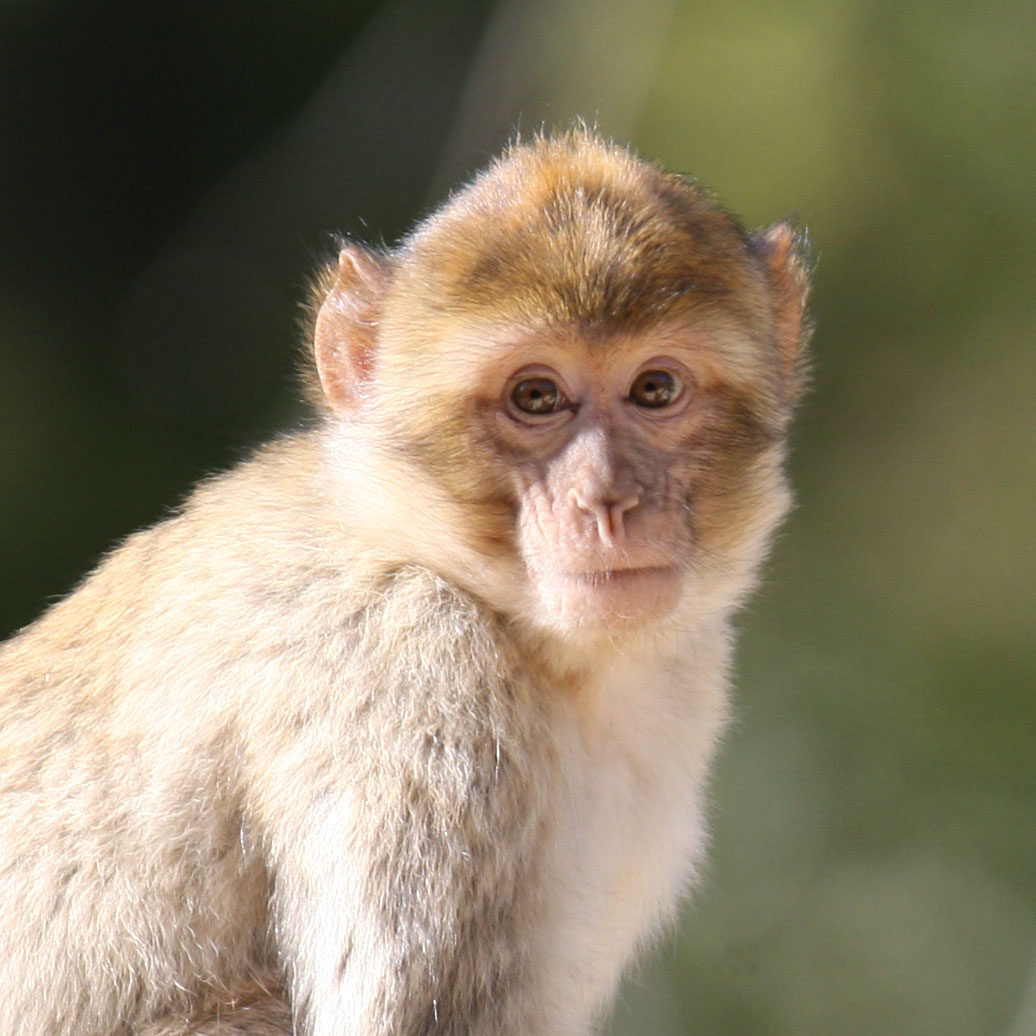 portrait d'un singe magot