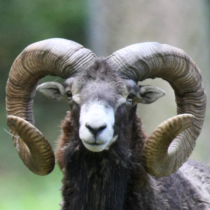 mouflon corse