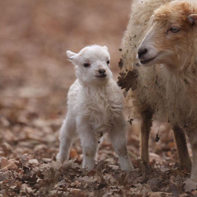 mouton ouessant