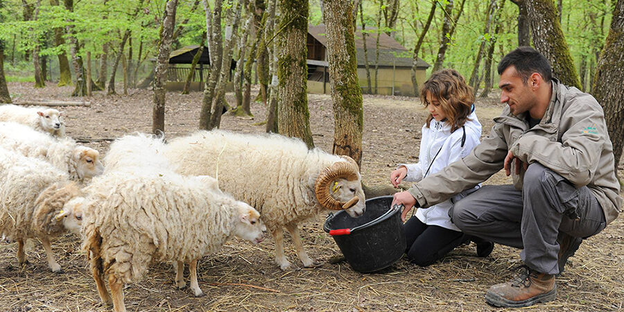 soigneur et mouton à zoodyssée