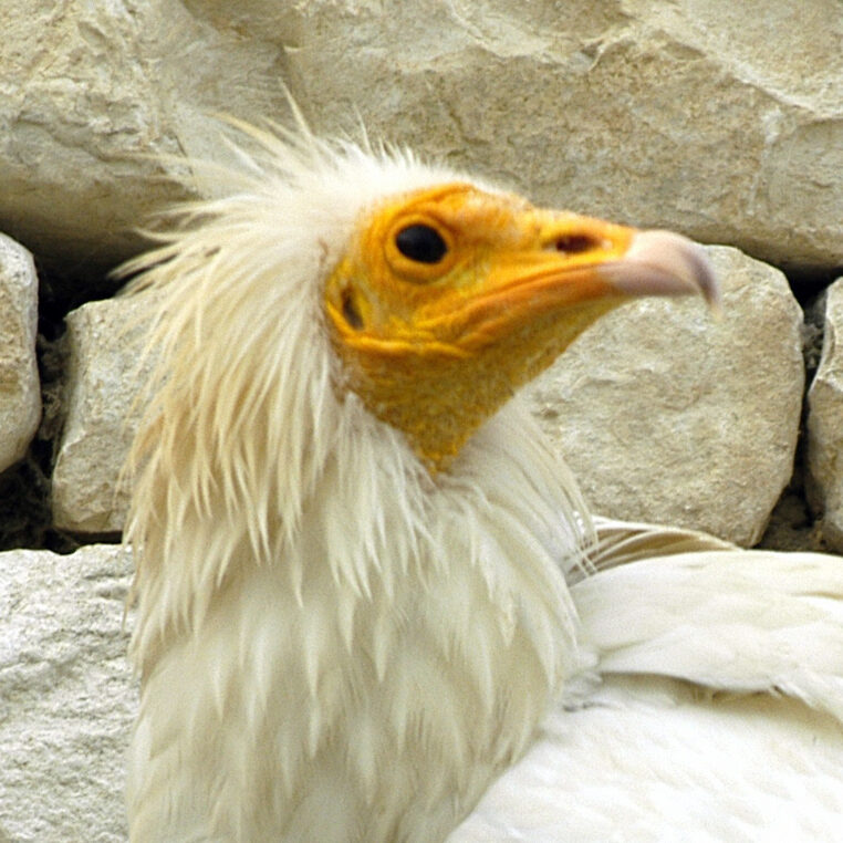 oiseaux : vautour percnoptère