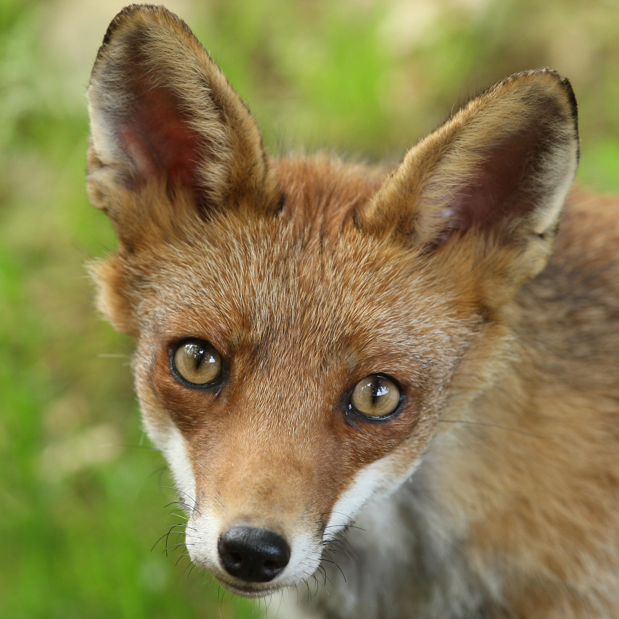 renard roux