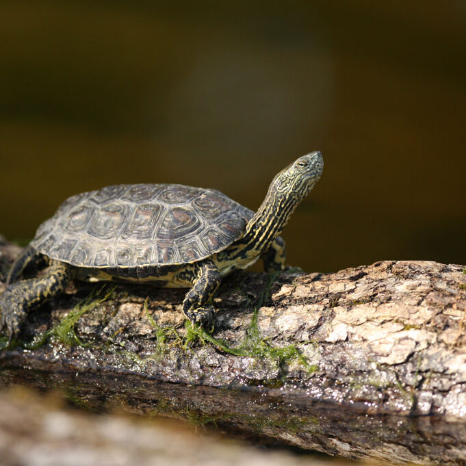 tortue émyde lépreuse