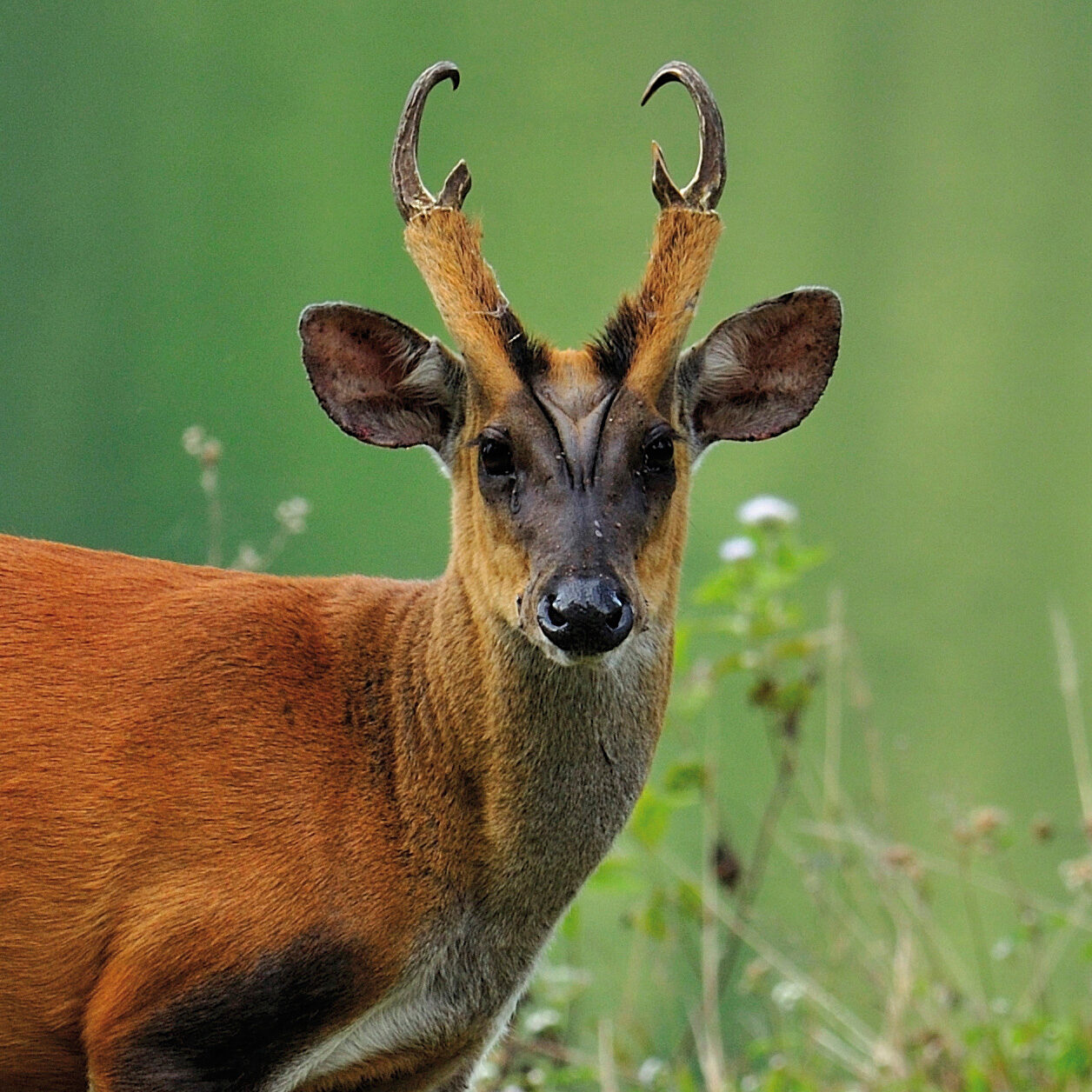 muntjac