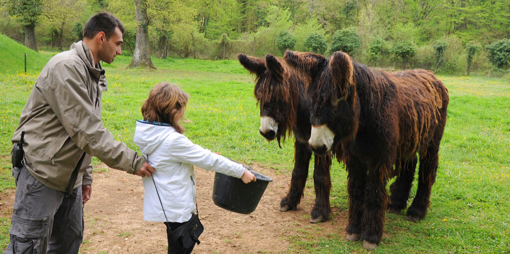 enfant et baudet du poitou à zoodyssée